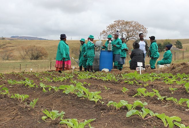 Women farming organic fruit and vegetables in Emadungeni