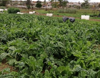 Sobantu community garden